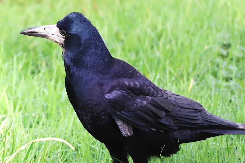 ‘The curse of the crows’ was one of Ireland’s most virulent curses