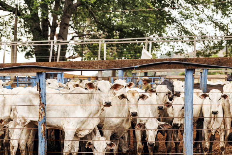 Latest Trump tariffs – good for beef, bad for dairy 