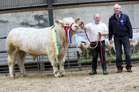 Top call of €10,200 for Charolais bull in Tullamore