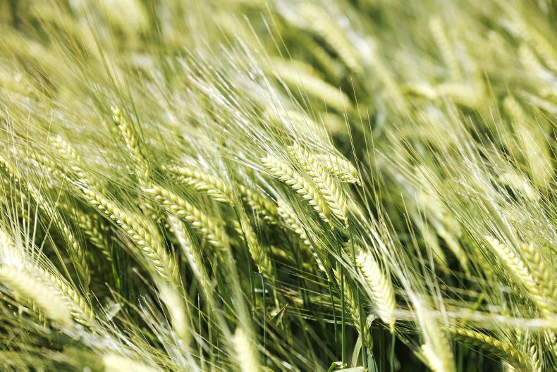 Home Farm:  grabbing slurry chances