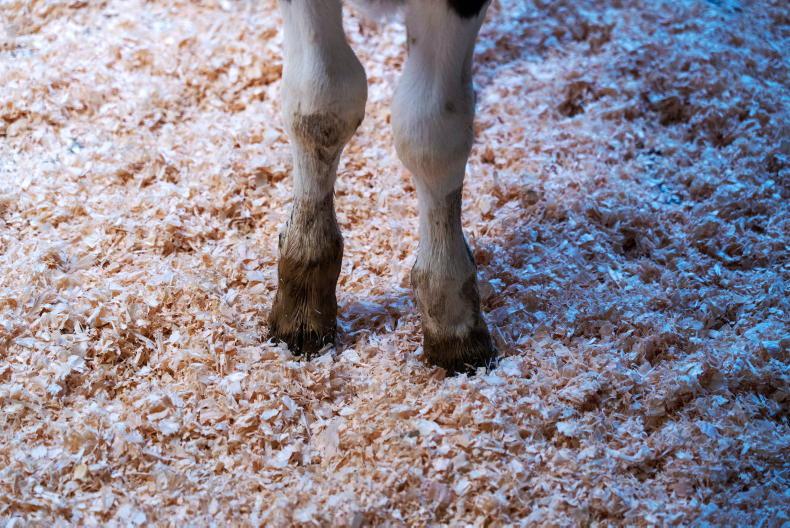 New standalone sale of calves in Tullamore