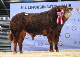Cavan-based pedigree herd secures top-priced bull in Ballymena