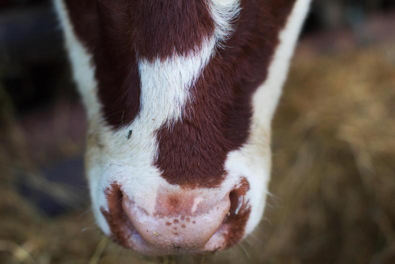 Bluetongue cases in  Louth and Wicklow 