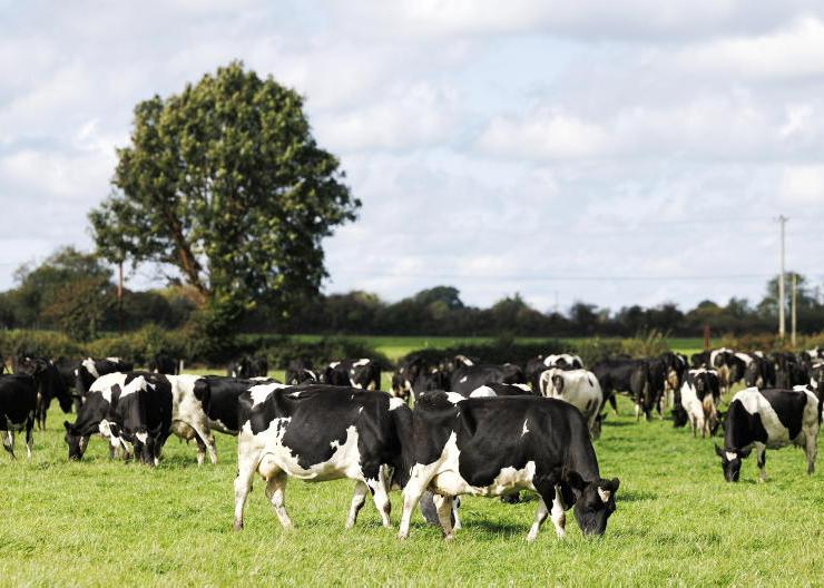 Bluetongue on dairy farms: what to look out for