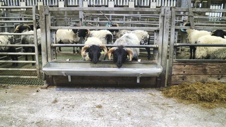 Opportunities for marketing hill lambs