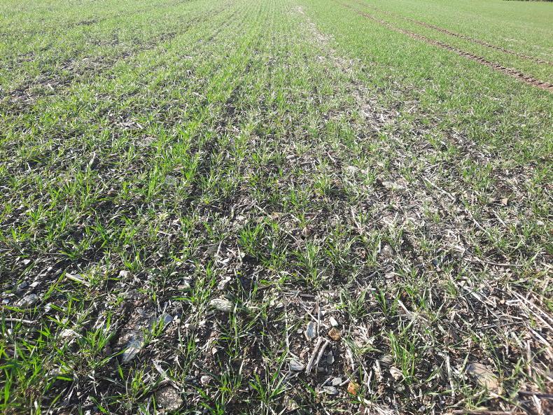 Winter barley and wheat area estimated to be up