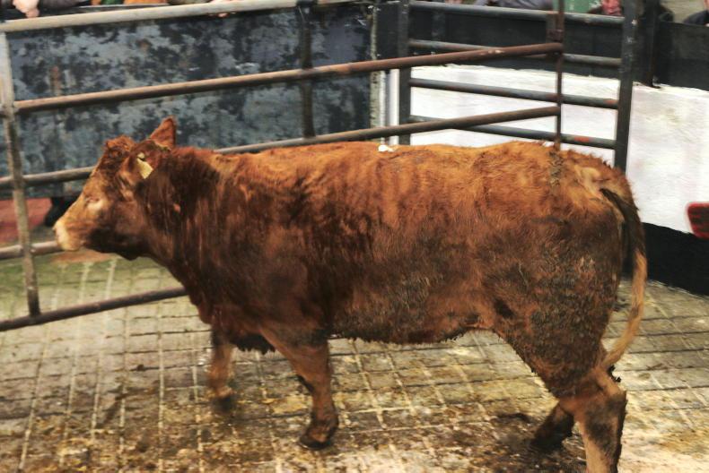 Camera at the Mart: lively trade for stores in Ballymahon