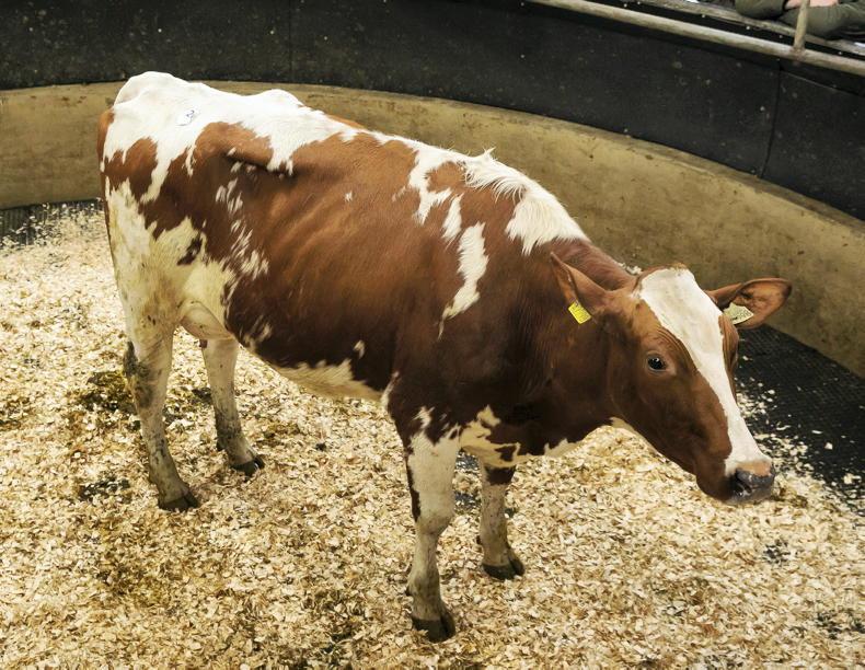 Camera at the Mart: €2,945 average at New Ross dairy sale