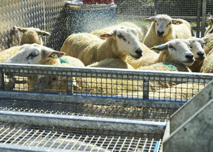 Hill farmers facing massive sheep dip disposal costs 