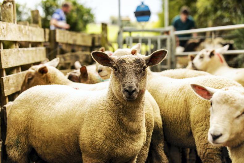 Sheep supply concerns for processors