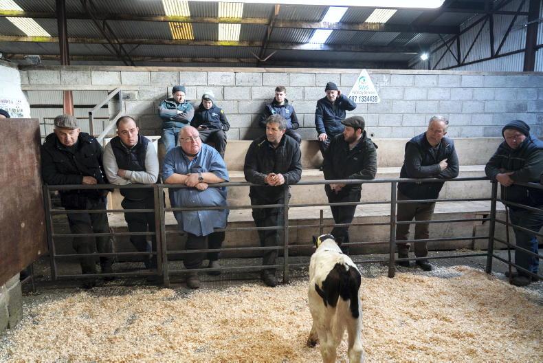 Camera at the Mart: up to €365 for Friesian bulls in Delvin