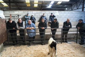 Camera at the Mart: up to €365 for Friesian bulls in Delvin