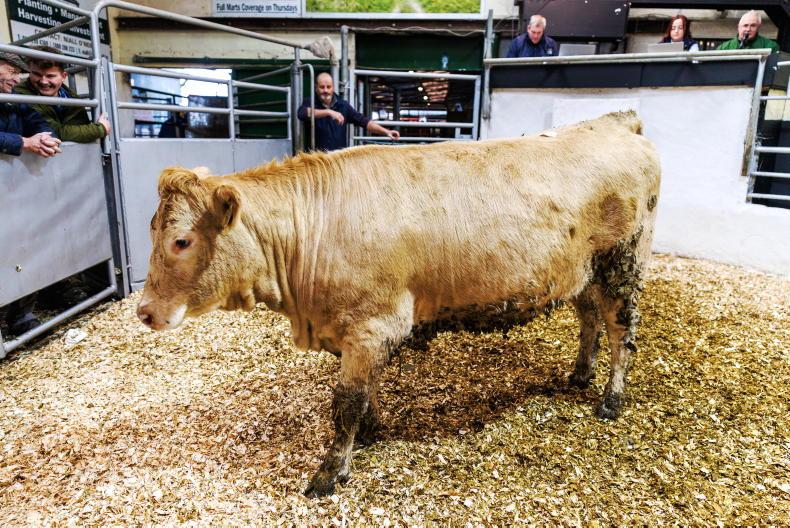 Camera at the Mart: Tullow Mart marks 70th anniversary 