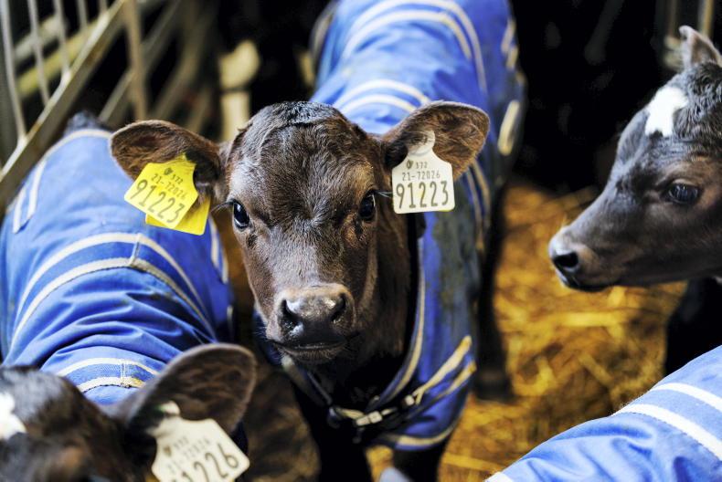 Calf Series: buying and getting calves back home