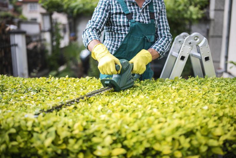 Petrol vs battery – power up with the right gardening tools 