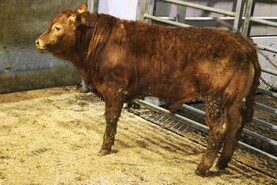 Camera at the Mart: bullocks and bull weanlings in keen demand in Ballybofey