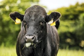 Farmers should seek veterinary advice on bluetongue - ICOS