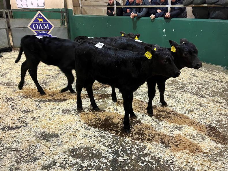 Half of beef calves out of dairy cows