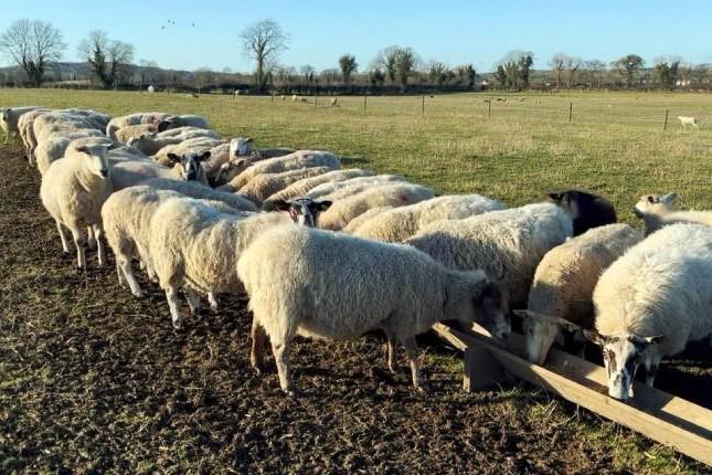 Women wanted for western organic committee