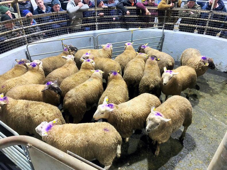 Sheep mart prices: more life for finished hoggets in marts