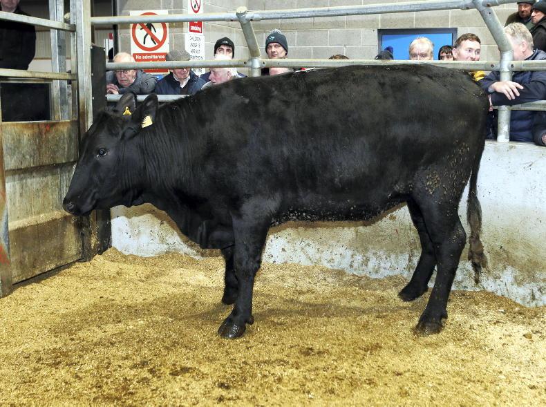 Robust trade for cattle at Markethill