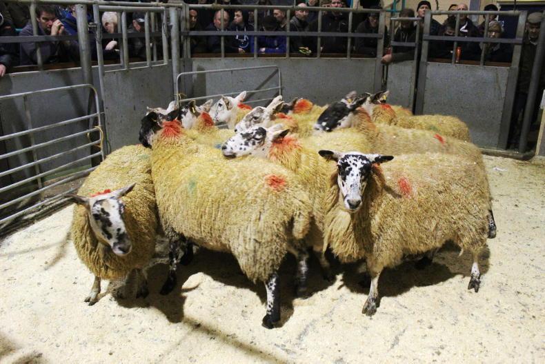 In-lamb ewes sell to £280 in Ballymena