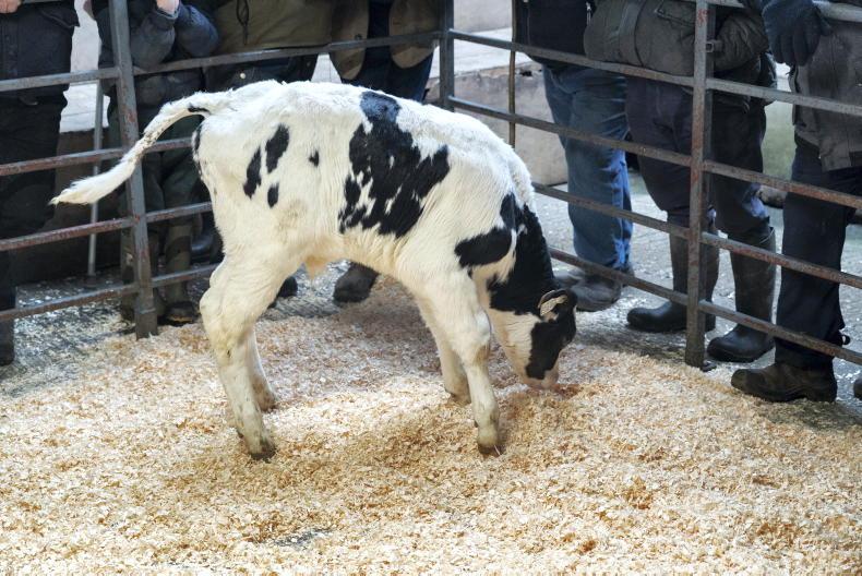 Calf price update: numbers soar above 2025 levels