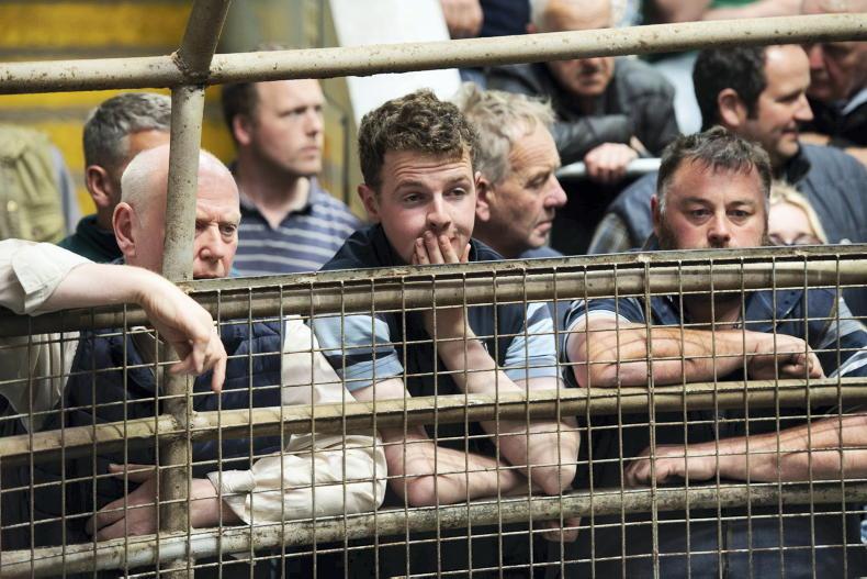 Northern Ireland's export ban hurts marts 