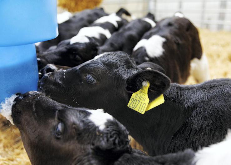 Calf numbers surge above usual levels at marts