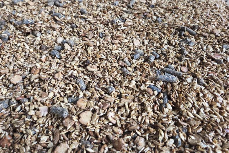 Editorial: native grain proposals