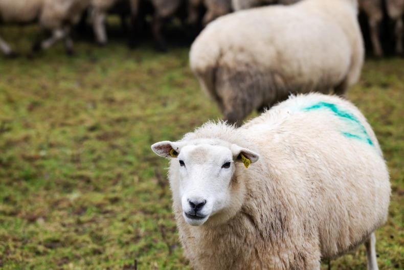 Target for 45% increase in sheep gross margins