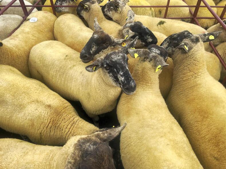 Hogget quotes up by 10c/kg - ICM