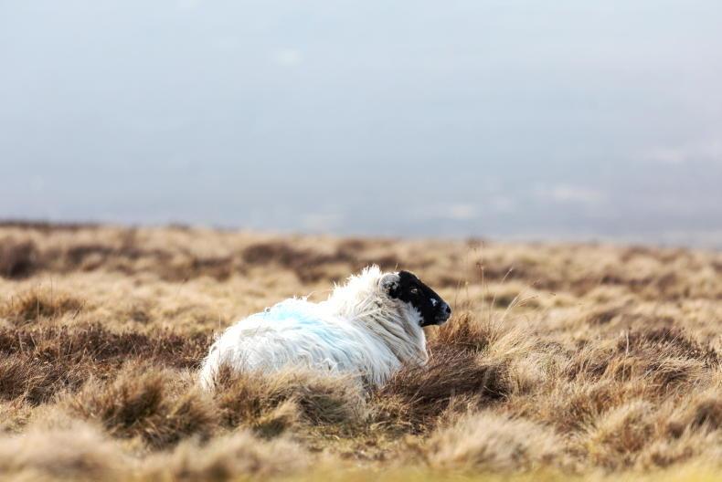 Department response to stolen sheep 'frustrating'