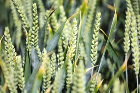 Grain Trends: markets slightly more positive