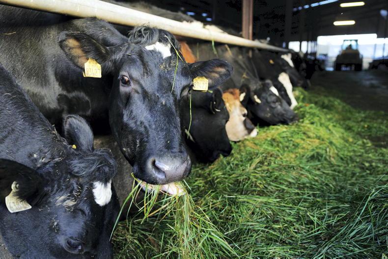 Benefits of bluetongue vaccination far outweigh the risks, vet says