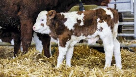 Beef Management: grass, calf series and disease management
