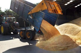 NI grain growers in cash-flow crisis