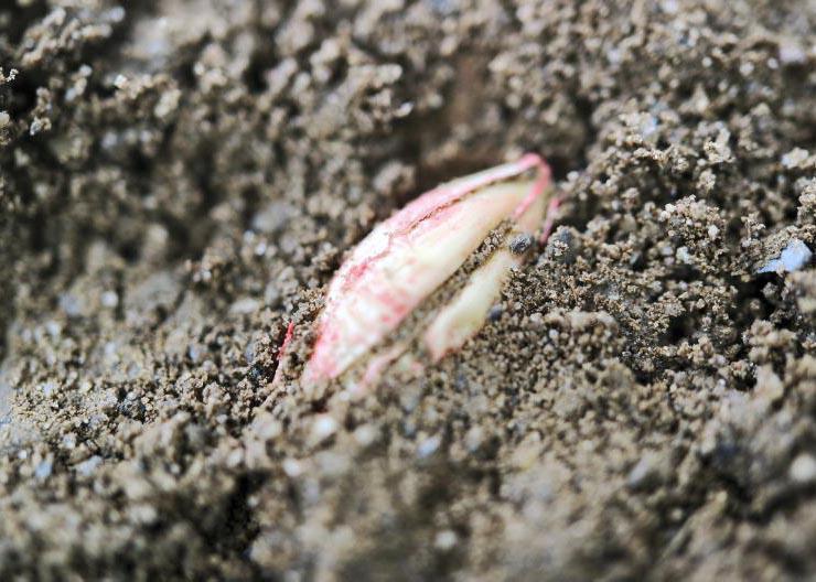 Grain weights differ and impact seed rate