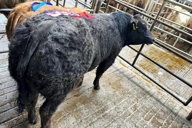 Watch: weanling bulls sell to €3,500 in Elphin