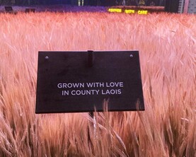 Majority of Laois malting growers remain without tonnage
