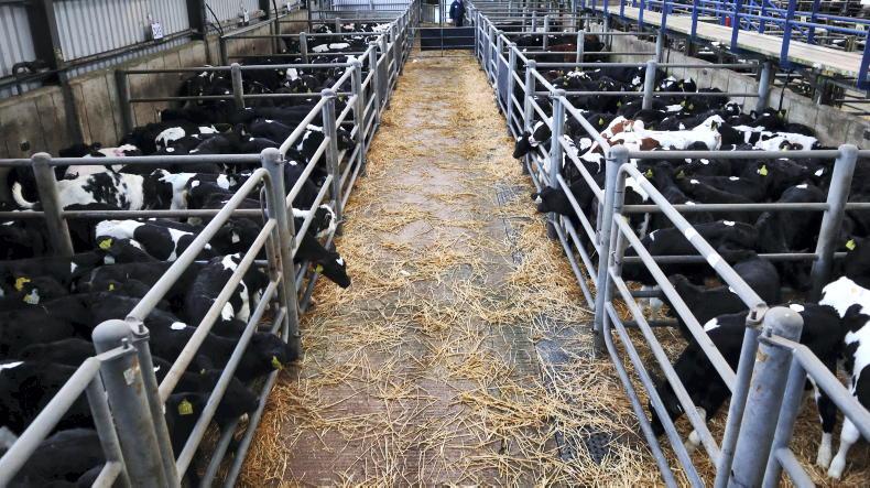 Camera at the Mart: 2,200 calves on offer in Bandon