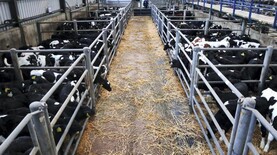 Camera at the Mart: 2,200 calves on offer in Bandon