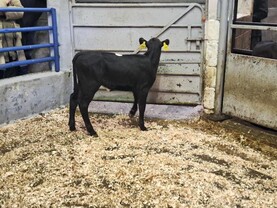 Camera at the Mart: calves sell to €910 in Ballyjamesduff