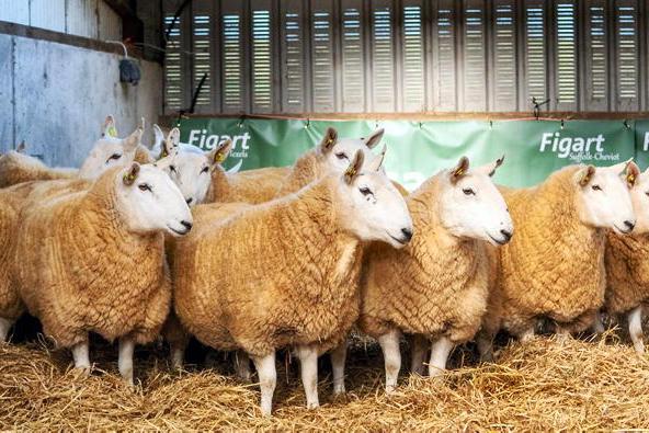 14 in-lamb pedigree hoggets offered in McHugh’s Cheviot sale