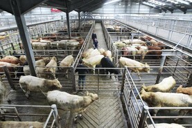 EU’s capacity to export beef hit by cattle shortage