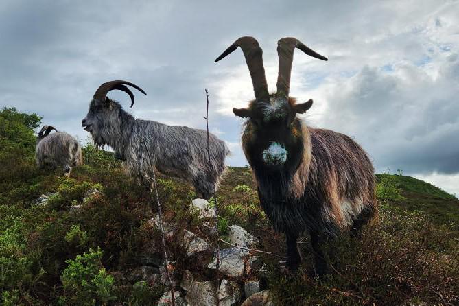 Research project pucks Ireland's goat-farming links back to the Bronze Age