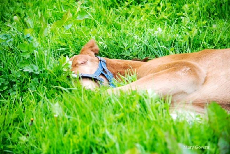 Soil health is central to breeding and raising horses