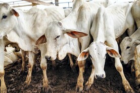 Decision to provisionally apply Mercosur deal lacks respect - IFA 