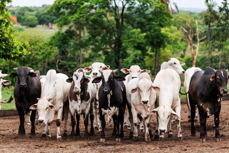 Get your act in order: Brussels' warning to Brazil on hormone beef