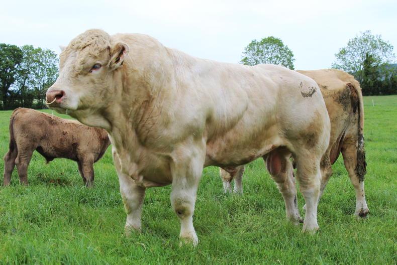 Practical guide to pre-breeding soundness in stock bulls
